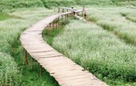 Cánh đồng hoa Tam giác mạch trái mùa giữa Hà Nội