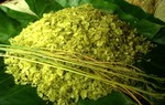 Ấu thơ vương hương cốm ngọt ngào