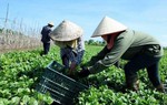 Tổng kết 15 năm đổi mới, phát triển, nâng cao hiệu quả kinh tế tập thể