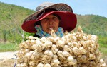 Bị tố 'chém gió' về tỏi Lý Sơn, doanh nghiệp chuyên cung cấp tỏi đen nói gì?