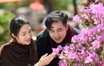 Đỗ quyên trải thảm hoa rực rỡ dẫn lối lên khu văn hóa tâm linh Fansipan