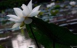 Tay máy Thành Xuân Anh triển lãm "Công đức sinh thành" mùa Vu Lan
