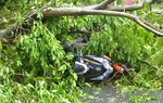 Bị cây xanh đổ gây chấn thương, ai phải chịu trách nhiệm bồi thường?