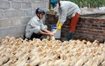 Cúm gia cầm A/H5N6 có khả năng lây sang người quay trở lại Việt Nam 