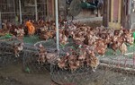 Bài 1: Chợ gia cầm thải loại lớn nhất thủ đô
