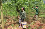 Vốn chính sách NHCSXH tiếp sức cho phụ nữ vùng núi thoát nghèo bền vững