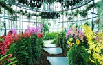 Du xuân lên rừng xuống biển ngay tại Vinpearl Nha Trang