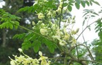 Vợ chết, chồng nguy kịch nghi do uống nước lá chùm ngây chữa bệnh