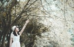 Hoa sưa phủ trắng trời Hà Nội