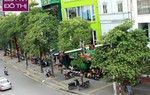 Người Hà Nội đau đầu, buồn nôn vì "say" hoa sữa