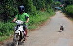 Bệnh dại diễn biến phức tạp, 46 người tử vong từ đầu năm 2019