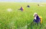 Vi phạm trong bảo vệ thực vật, phạt tới 100 triệu đồng 