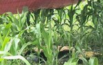 Một phụ nữ bị sét đánh tử vong giữa cánh đồng ngô