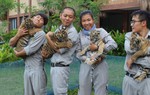 Hổ quý Bengal đã chào đời tại Vinpearl Safari