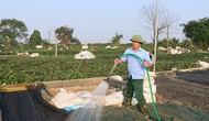 “Làng nghề” trồng rau gia vị ven sông Nhuệ