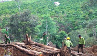 Xử lý tình trạng phá rừng, lấn chiếm đất rừng