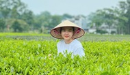 Giữ bản sắc dân tộc từ cây trà Thái Nguyên