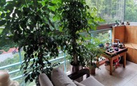 Cô gái trẻ chọn cách "sống khác" ngay trong căn hộ nhỏ ở thành phố
