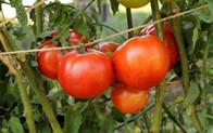 Cách trồng cà chua trên sân thượng