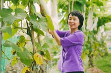 Vợ chồng nữ thạc sĩ bỏ phố về quê trồng rau hữu cơ