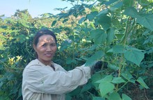 Người phụ nữ Mường đầu tiên ở bản Nà Bai dám trồng rau trên núi 