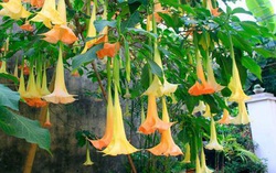 Ăn hoa lạ hình quả chuông, 3 người hôn mê, 1 người ngừng thở