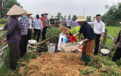 Phụ nữ Sóc Sơn ra tay “biến” rơm rạ thành phân hữu cơ, bảo vệ môi trường