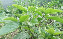 Rau rừng tên nghe đã thấy đắng nhưng lại gây nghiện, đặc sản chỉ khách quý mới được ăn