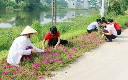 Hưng Yên: Hơn 100km đường hoa khoe sắc chào mừng 90 năm thành lập Hội