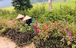 Xây dựng nông thôn mới trong từng việc làm cụ thể 