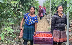 Nhiều phụ nữ lựa chọn sống xanh cùng Cô Cà chua