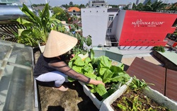 Những khu vườn “mini” tầng thượng