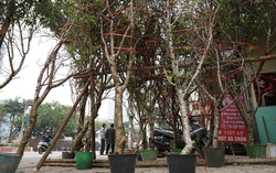 Đào rừng hết cửa xuống phố