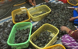 Kiên Giang: Bắt quả tang hộ kinh doanh bơm tạp chất vào tôm nguyên liệu