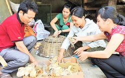 Phụ nữ Thanh Chương biến “rác thải” thành “con giống”, góp phần giảm nghèo bền vững