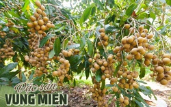 Bạc Liêu có tới 7 đặc sản bình dân chỉ từ 15.000 đồng/kg 