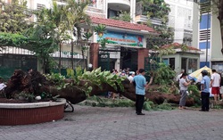 Bộ trưởng GD&ĐT đề nghị đảm bảo an toàn trong nhà trường sau vụ cây đổ đè chết học sinh