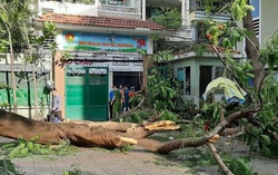 Phượng bật gốc đè chết một học sinh trong sân trường