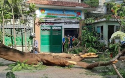Phong tỏa hiện trường vụ cây phượng bật gốc làm thương vong nhiều học sinh