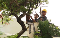 Chuyên gia cảnh báo việc chặt cây trong trường học