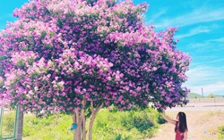 Giới trẻ đổ xô check-in với cây bằng lăng cô đơn ở Bình Thuận