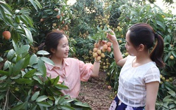 Nở rộ tour du lịch “giết sâu bọ” tại vườn trong dịp Tết Đoan Ngọ, giá chỉ từ 199k