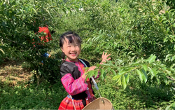 Mina Phạm, cô bé 6 tuổi lại “gây bão” với clip trải nghiệm ở Bản H’Mông