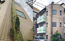 Choáng váng với cây xương rồng khổng lồ, cao hơn cả tòa nhà 3 tầng