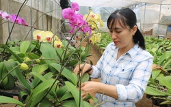 “Cú rẽ ngang" liều lĩnh từ nghề kế toán sang trồng hoa lan