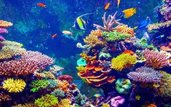 Hành động vì thiên nhiên để bảo vệ đa dạng sinh học