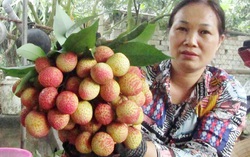 Trái vải to bằng quả trứng gà, đắt gấp 10 lần vải thiều chính vụ vẫn hút khách