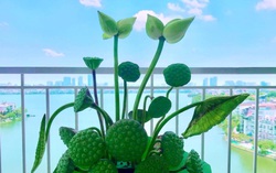 Quý hiếm như sen Tịnh Đế, giá 200.000 đồng/bông vẫn nhiều người chờ được mua