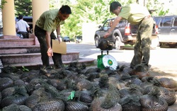 Cấm cán bộ, công chức, viên chức và người thân mua bán, tiêu thụ động vật hoang dã
