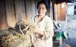 Giúp bà con có của ăn của để từ trồng “vàng đất”